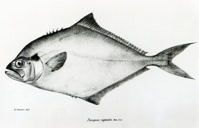 Paropsis Signata, plade 13 fra 