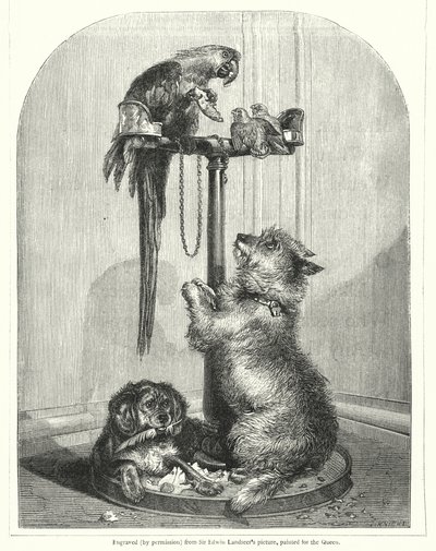 Papegøje og hunde (gravering) af English School