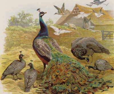 Påfugle i en gård (farve litho) af English School