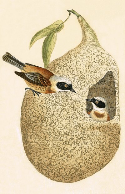 Pendulmejse, illustration fra "A History of the Birds of Europe Not Observed in the British Isles" af Charles Robert Bree (1811-86), udgivet i 1867 af English School
