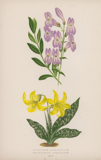 Pentstemon Crassifolium; Amerikansk erythronium (farve litho) af English School