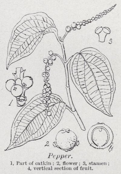 Peber (litho) af English School