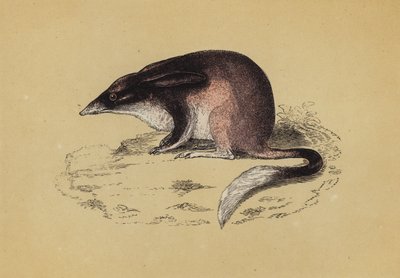 Perameller (farve litho) af English School