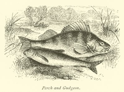 Aborre og Gudgeon af English School