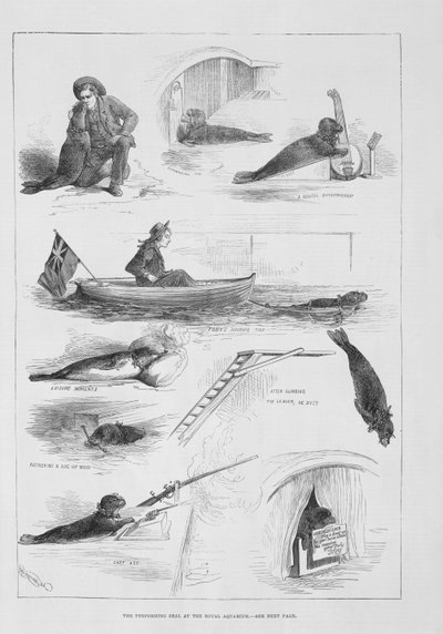 Udfører sæl på Royal Aquarium af English School