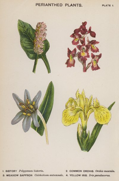Perianterede planter (farve litho) af English School