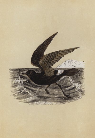 Petrel (farvelitografi) af English School