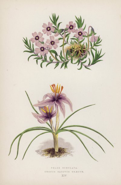 Phlox Subulata; Crocus sativus Greecus (farve litho) af English School