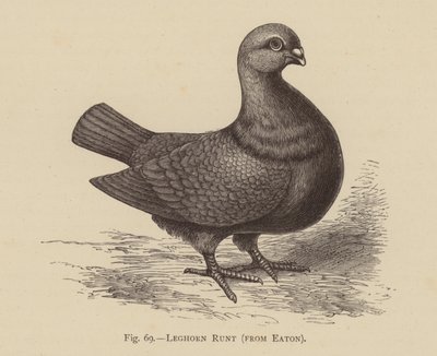 Duer: Leghorn Runt, fra Eaton (gravering) af English School