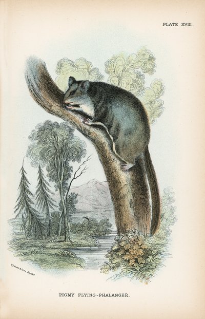 Pigmy Flying-Phalanger af English School