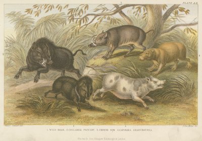 Schweine (Farbstich) von English School