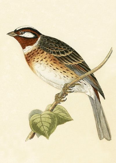 Pine Bunting, illustration fra 