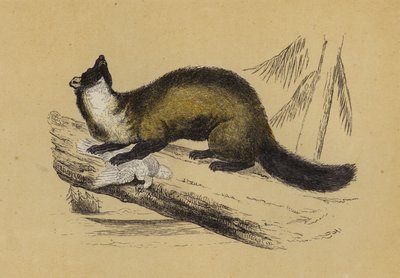 Pine Marten (farvelitografi) af English School