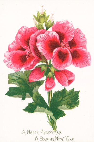 Lyserøde blomster, julekort af English School