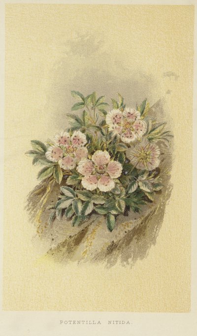 Pink cinquefoil af English School