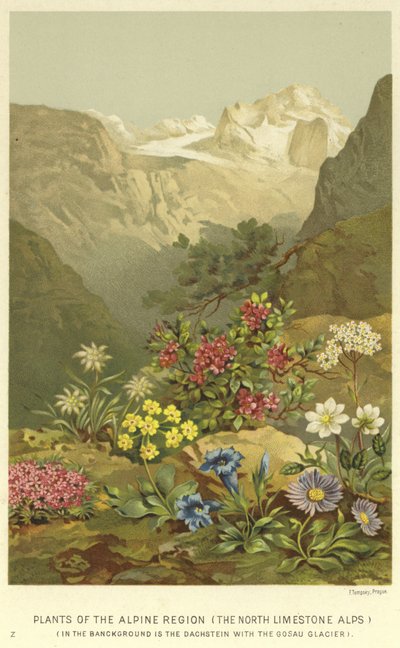 Plants of the Alpine Region, the North Limestone Alps  af English School