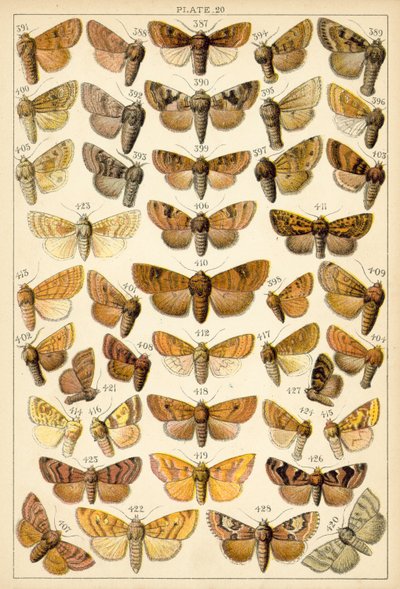 Tallerken fra vort lands sommerfugle og møl (chromolitho) af English School