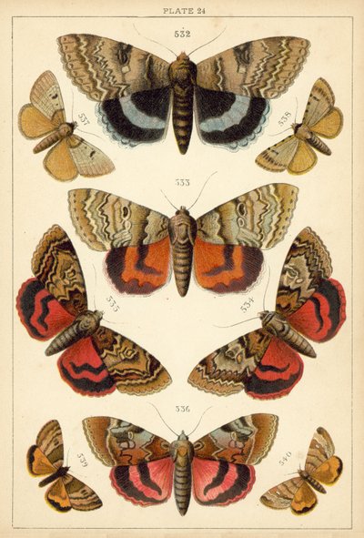 Tallerken fra vort lands sommerfugle og møl (chromolitho) af English School