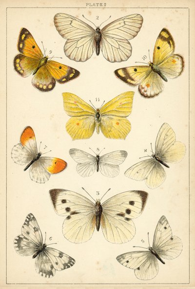 Tallerken fra vort lands sommerfugle og møl (chromolitho) af English School
