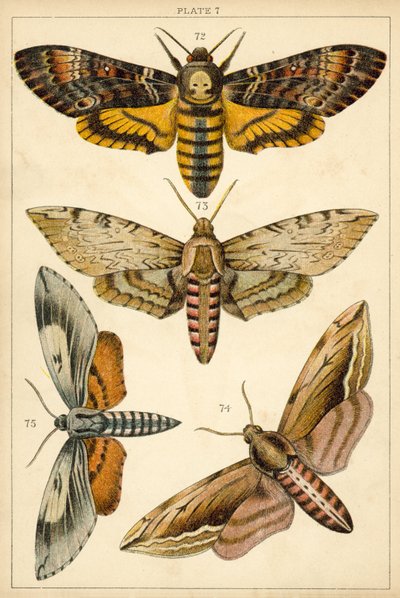 Tallerken fra vort lands sommerfugle og møl (chromolitho) af English School