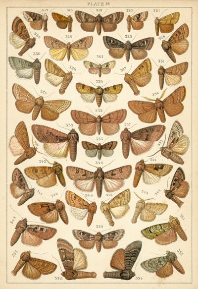 Tallerken fra vort lands sommerfugle og møl (chromolitho) af English School