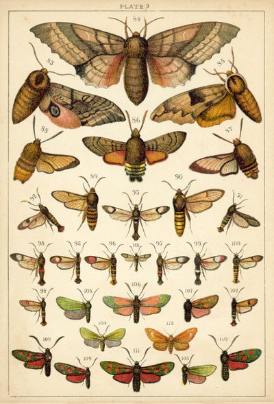 Tallerken fra vort lands sommerfugle og møl (chromolitho) af English School
