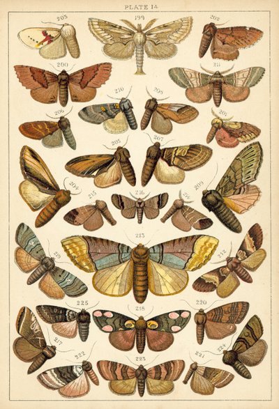 Tallerken fra vort lands sommerfugle og møl (chromolitho) af English School