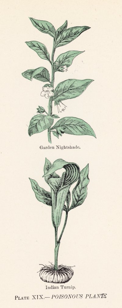 Giftige planter (farve litho) af English School