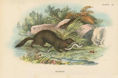 Polecat af English School