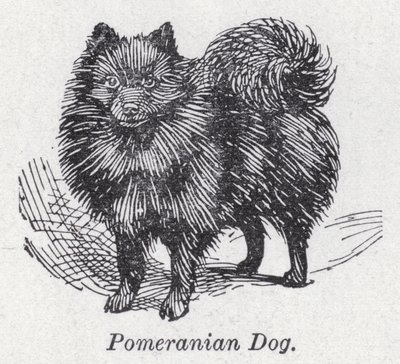Pomeranian hund (litho) af English School