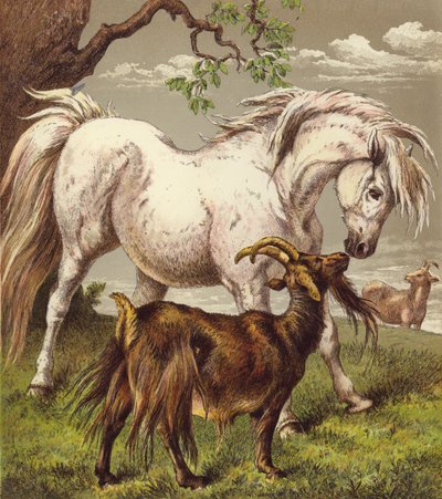 Pony og geder (farve litho) af English School
