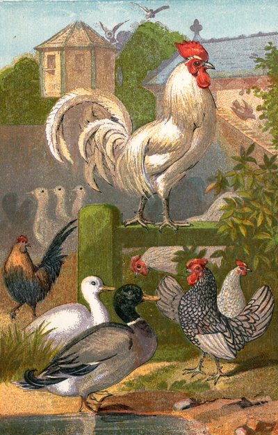 Fjerkrægård, andedam og duehus af English School