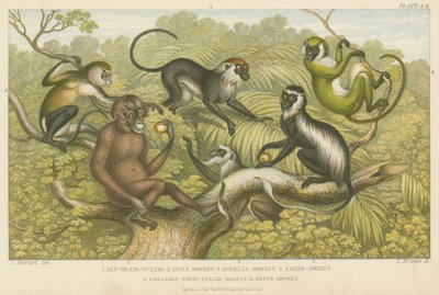 Primater (farvet gravering) af English School