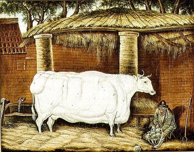 Primitiv okse af English School