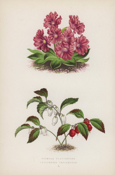 Primula Glaucescens; Gaultheria Procumbens (farve litho) af English School