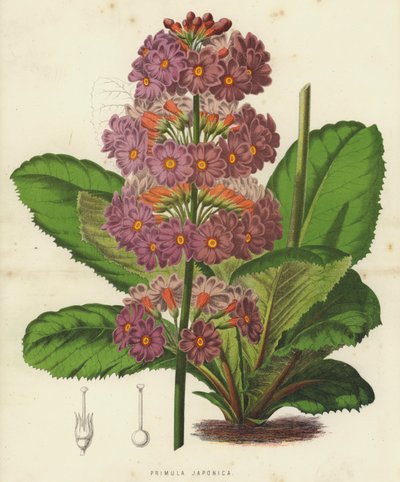 Primula Japonica (chromolitho) af English School