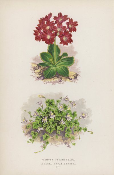 Primula Pedemontana; Linaria Hepaticaefolia (farvelitografi) af English School