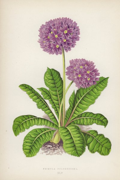 Den smukkeste primula (farve litho) af English School