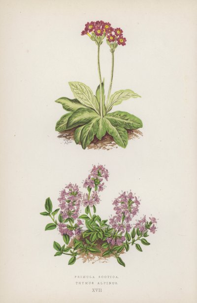Primula Scotica; Thymus Alpinus (farvelitografi) af English School