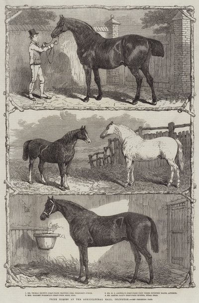 Præmieheste i Agricultural Hall, Islington (gravering) af English School