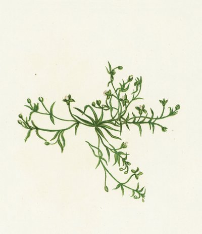 Perleurt, Sagina Procumbens af English School