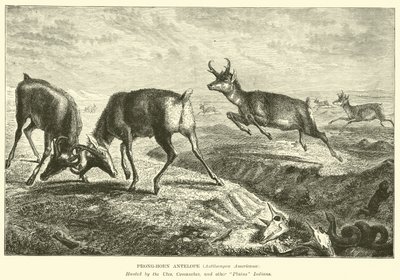 Prong-horn antilope, Antilocapra Americana af English School