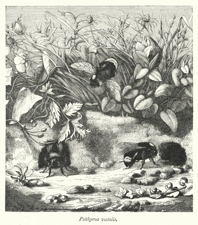 Psithyrus vestalis (gravering) af English School