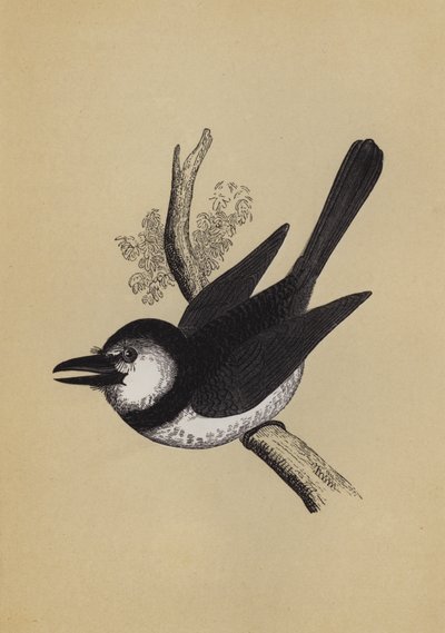 Puff Bird (farve litho) af English School