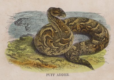 Puff adderdani af English School