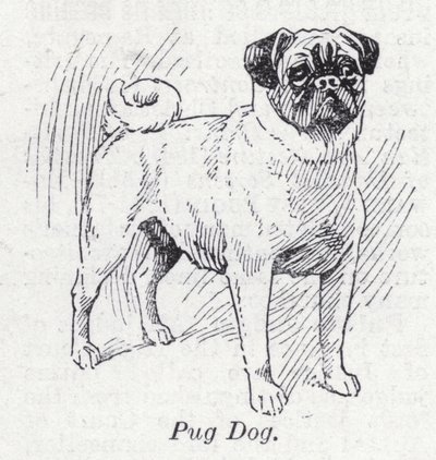 Mops hund (litho) af English School