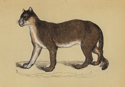 Puma (farve litho) af English School