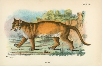 Puma af English School