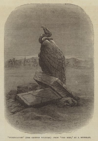 "Purification" (Griffon Vulture), fra "The Bird," af J Michelet (gravering) af English School