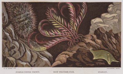 Purple-tipped urchin, rosenrød fjer-stjerne, Starlet (farve litho) af English School
